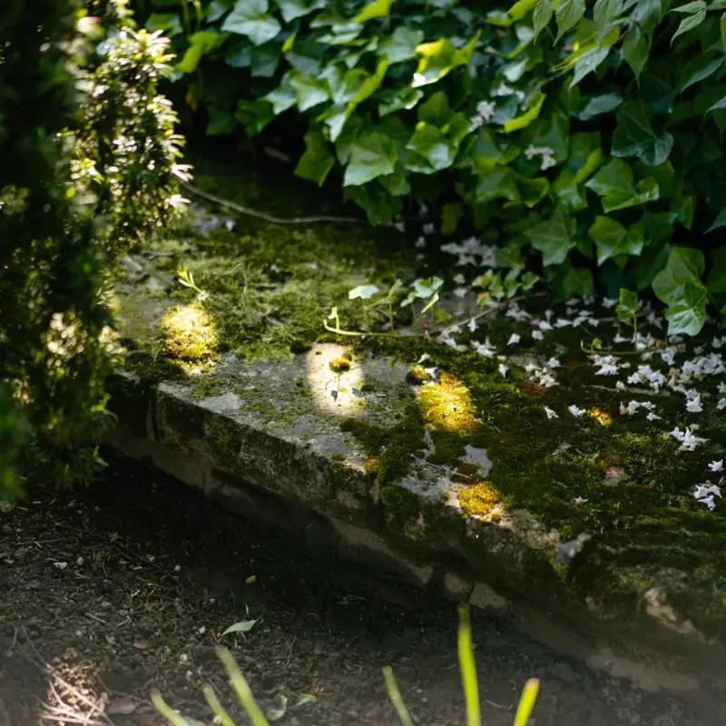 Dalle en pierre ancienne couverte de mousse, de lierre et de pétales