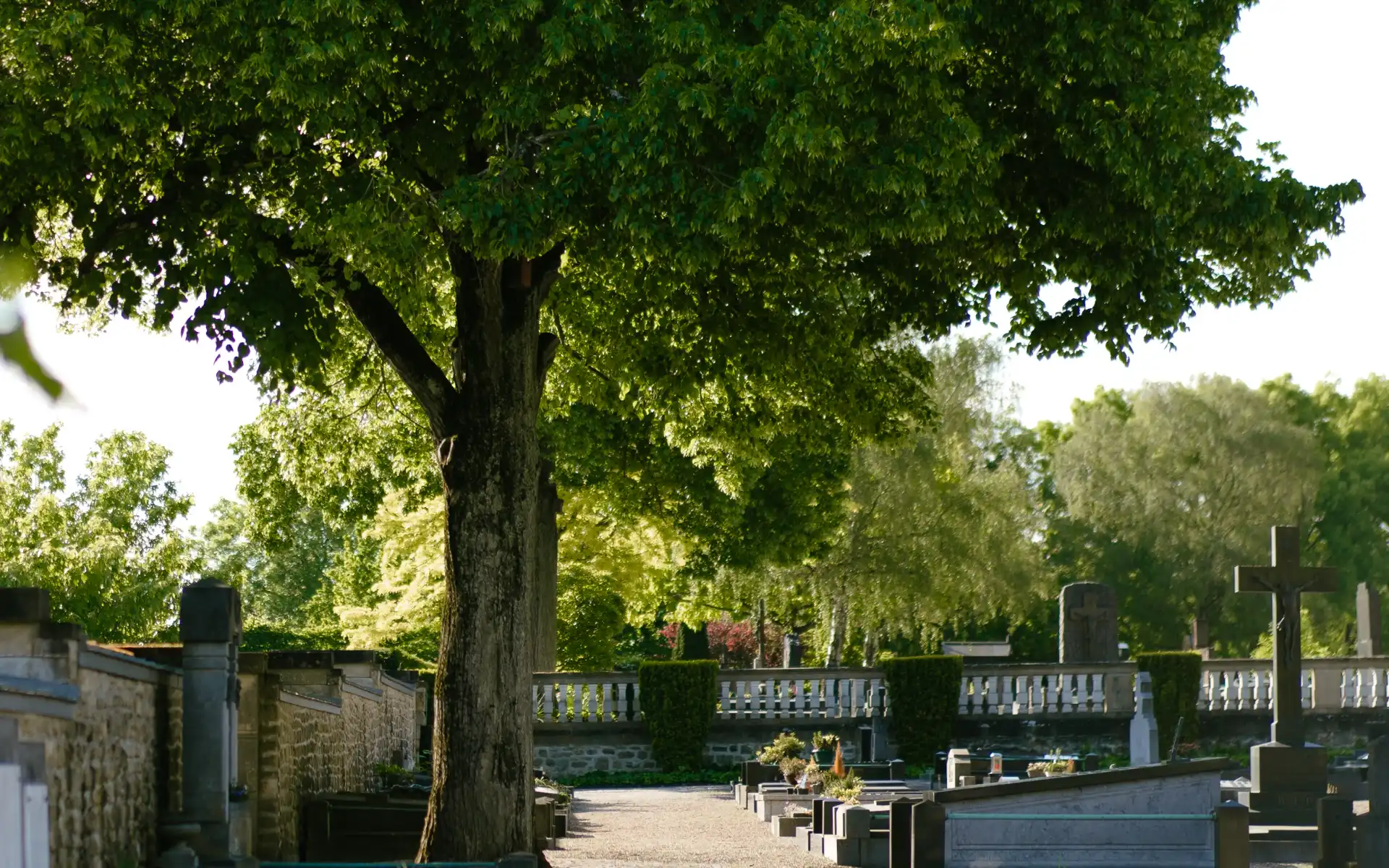 Allée d'un cimetière sous un grand tilleul, monuments en pierre et parterres fleuris dans la lumière du soir